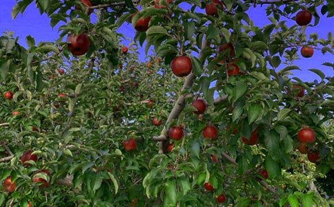 果园转让合同 (15篇)