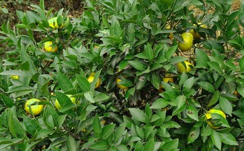 我爱你,乡下的果园作文