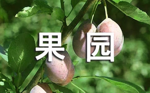 (实用)美丽的果园作文15篇