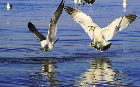 《海鸥乔纳森》读后感(通用33篇)