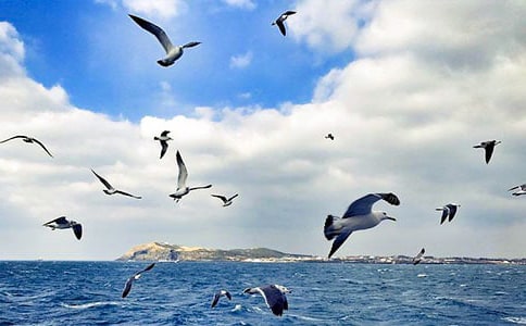 海鸥乔纳森的读后感