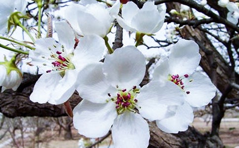 大鱼海棠观后感集锦15篇