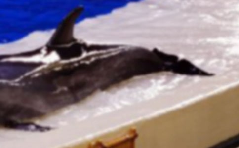 海豚的梦想作文范文