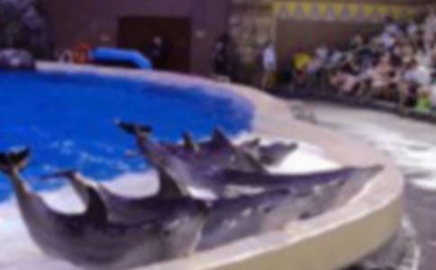 读《海豚之歌》有感