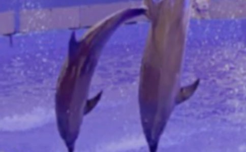 描写海豚的作文5篇