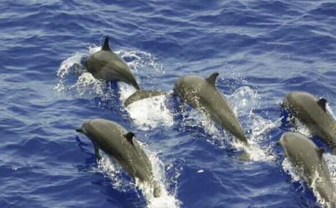 蓝色的海豚岛读后感450字