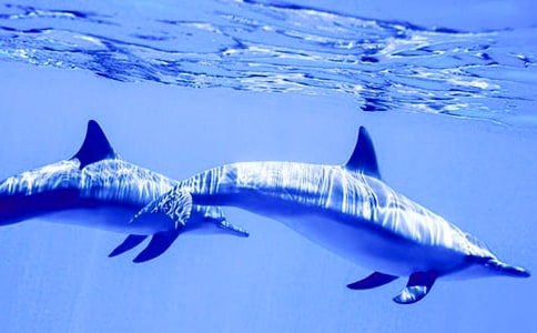 关于海豚“帅帅”的作文