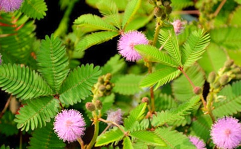 关于含羞草小学作文4篇