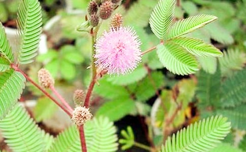 实用的含羞草小学作文五篇