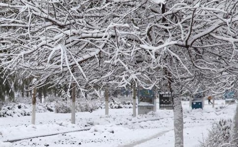 地区寒潮大风应急预案(精选6篇)