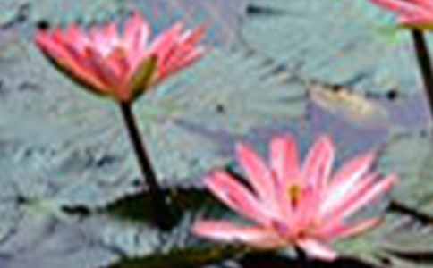 【精品】美丽的荷花的作文七篇