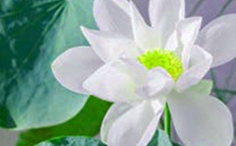 我爱荷花作文【热门】