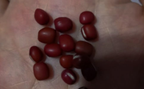 红豆杉叶子发黄的原因及解决方法