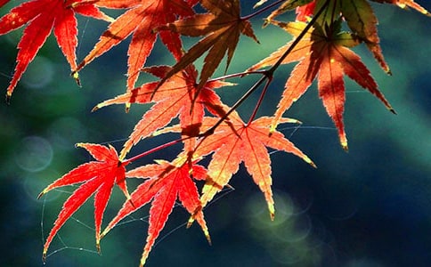 宋词《思远人·红叶黄花秋意晚》赏析