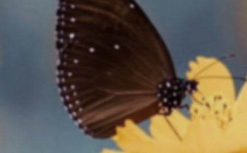 缎带蝴蝶结发夹的制作方法超简单