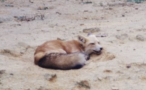 狐狸和乌鸦的优秀作文400字