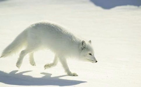 聪明的小狐狸作文8篇