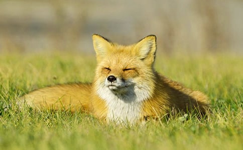 狐狸和狮子的故事作文