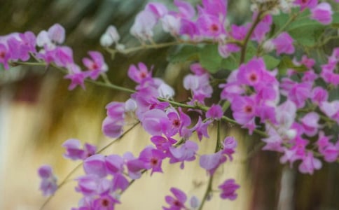 黑板报花朵花边图片素材