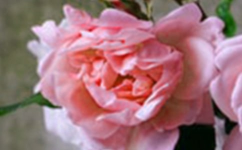 心里开出了疼痛的花朵为题目的作文