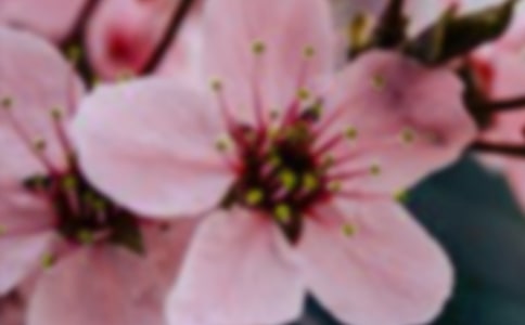 开在深处的花朵小学作文