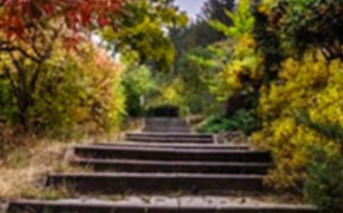 我的小秘密庭院花园