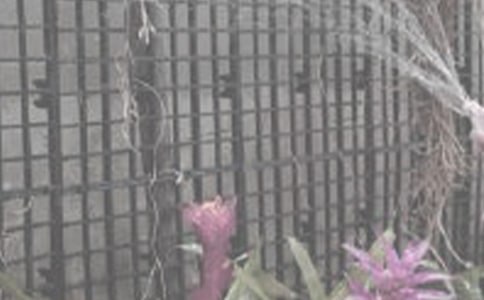 浇花的启示作文