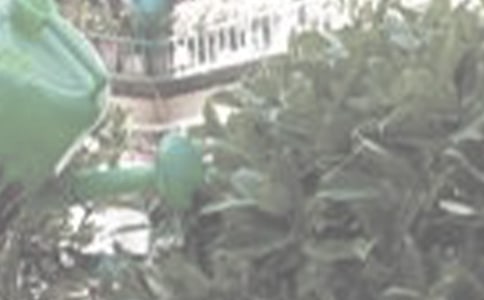 关于浇花的作文