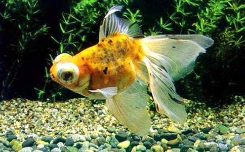 可爱的金鱼300字作文参考