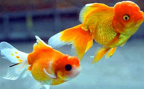 可爱的小金鱼作文250字