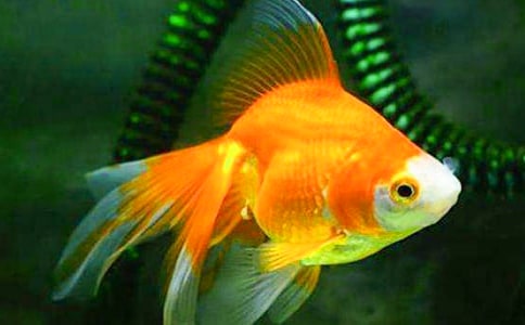 可爱的小金鱼作文参考八篇