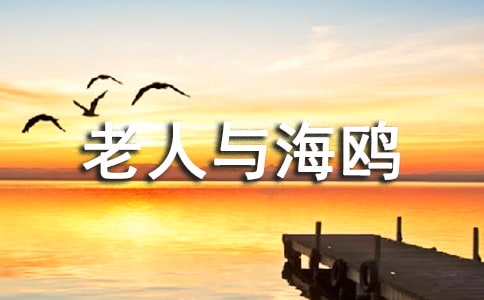 老人与海鸥的读后感600字