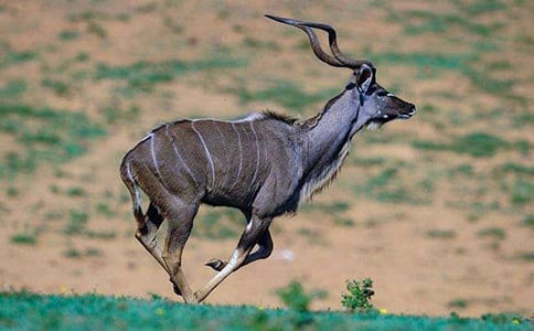 《藏羚羊跪拜》读后感