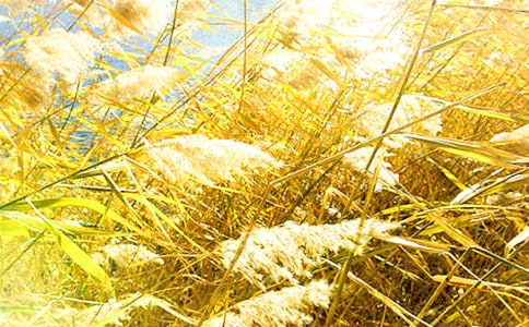 家乡的芦苇塘作文