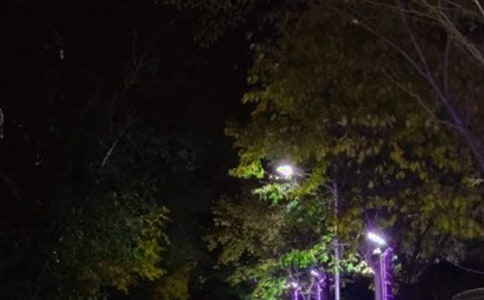 《路灯》读后感作文