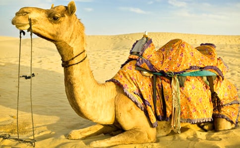 素材骆驼王子读后感