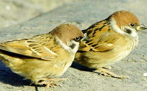 小麻雀作文通用15篇