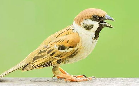 可爱的小麻雀作文10篇