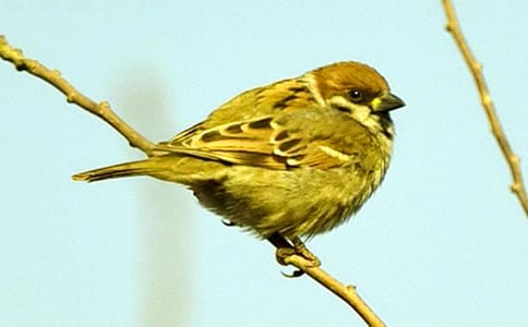 描写麻雀的作文(合集8篇)