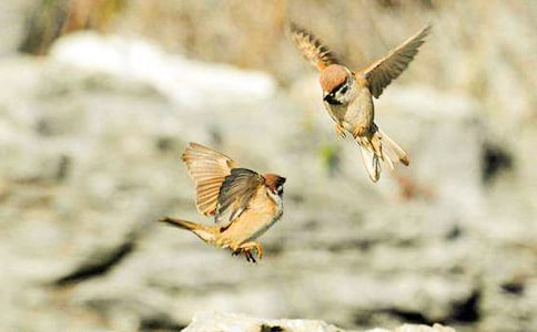 关于麻雀的作文