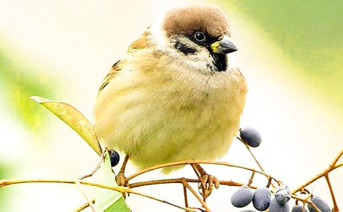 小麻雀作文集锦15篇