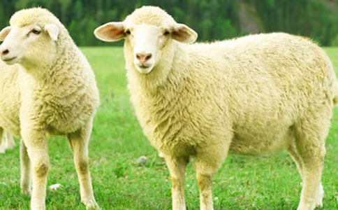 小学五年级作文绵羊