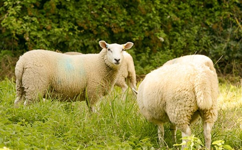 优秀的绵羊作文1000字-羊