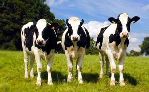 关于在奶牛场实结