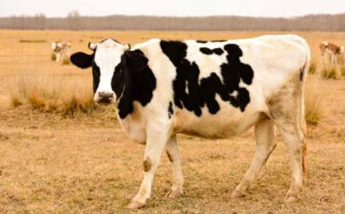 奶牛作文400字六篇