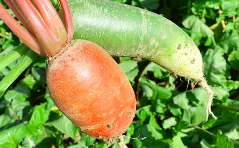 农家乐活动方案