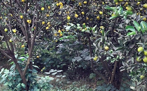 农家乐活动总结