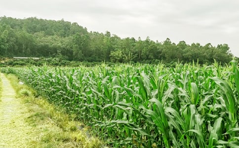 农家乐营销策划方案
