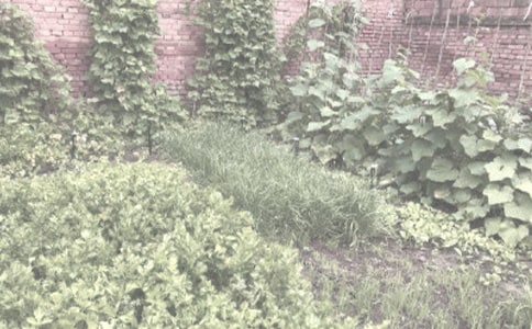 农作物种子买卖合同