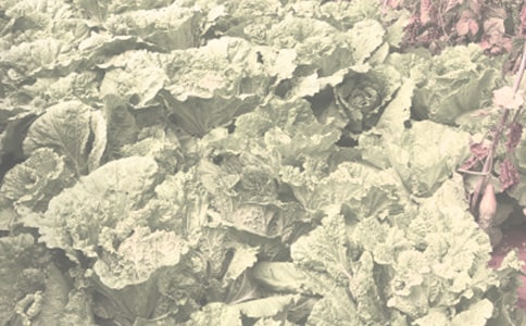 赴美国农作物种业的考察报告范文